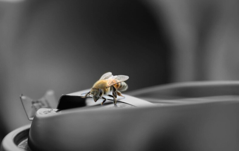 Bee on Plastic Surface