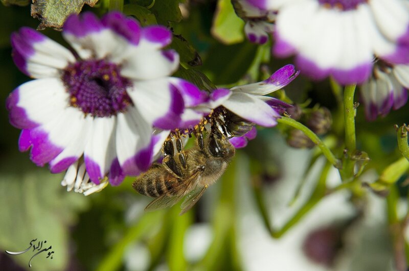 bee on purple and white flower