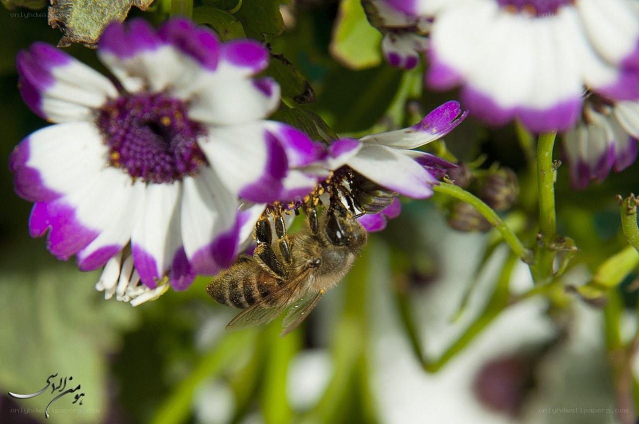 bee on purple and white flower