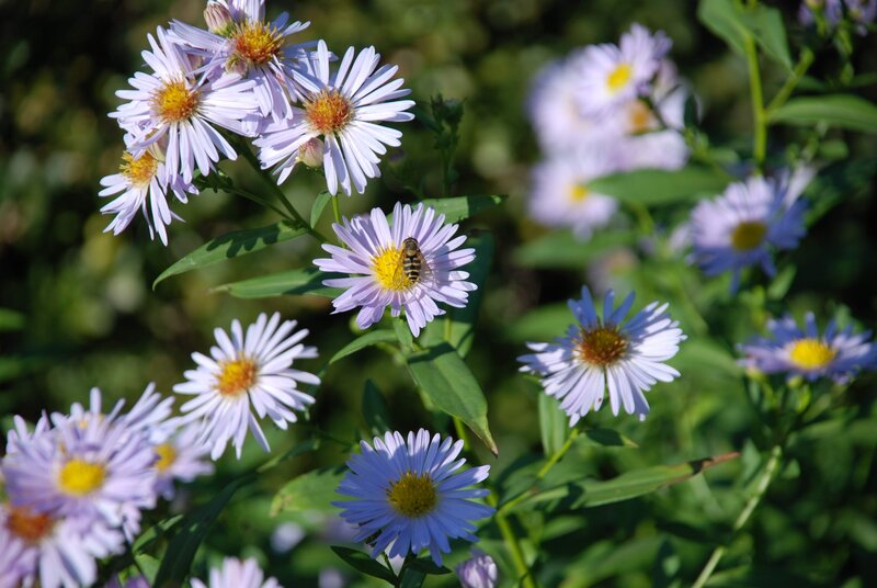 bee on purple aster flower