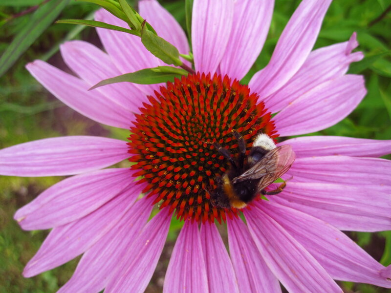 Bee on Purple Coneflower — Natural, Summer