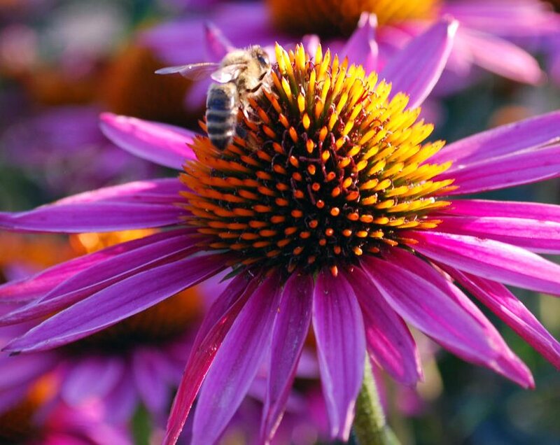 Bee on Purple Coneflower — Natural