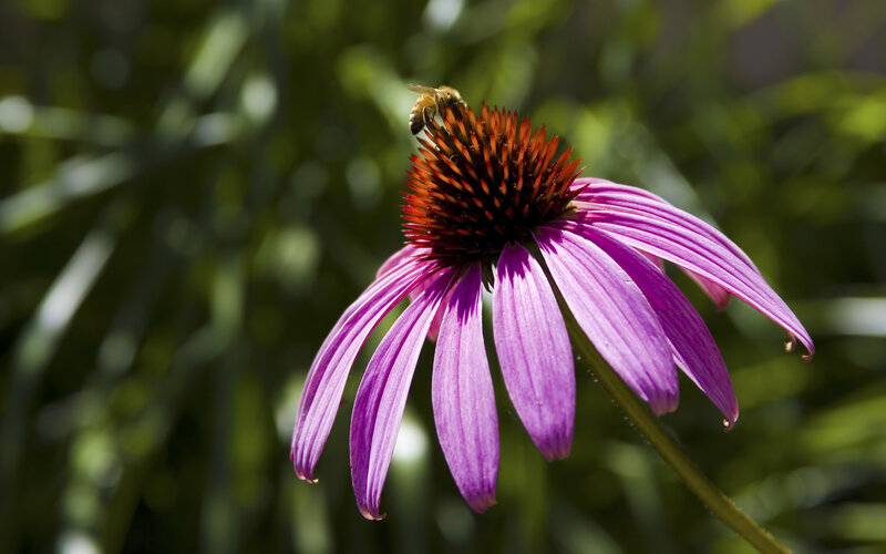 bee on purple coneflower