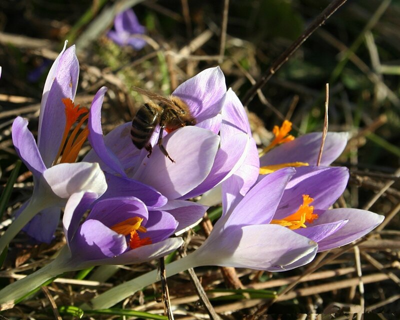 Bee on Purple Crocus — Calm, Spring