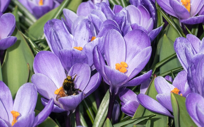 Bee on Purple Crocus — Calm