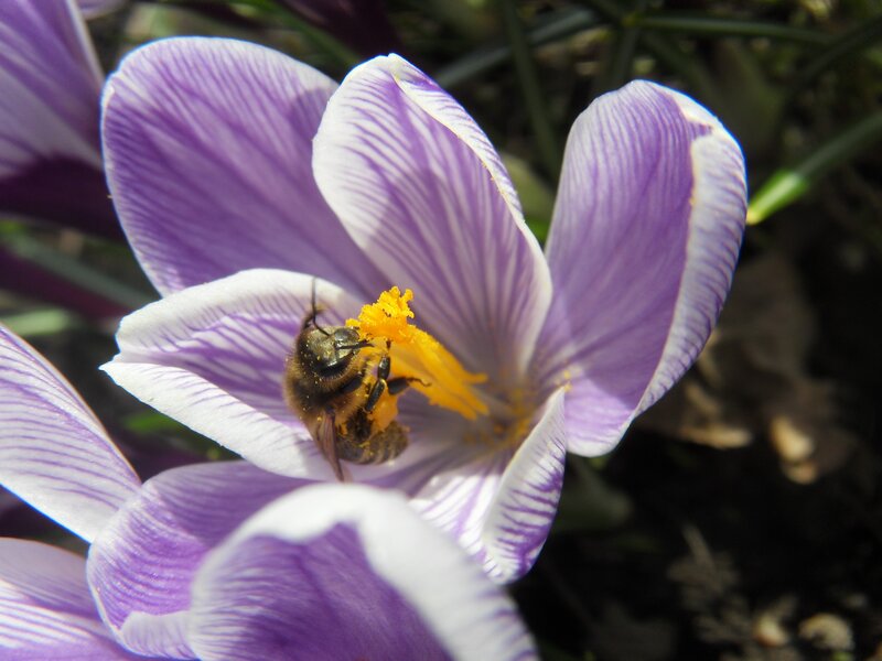 bee on purple crocus flower