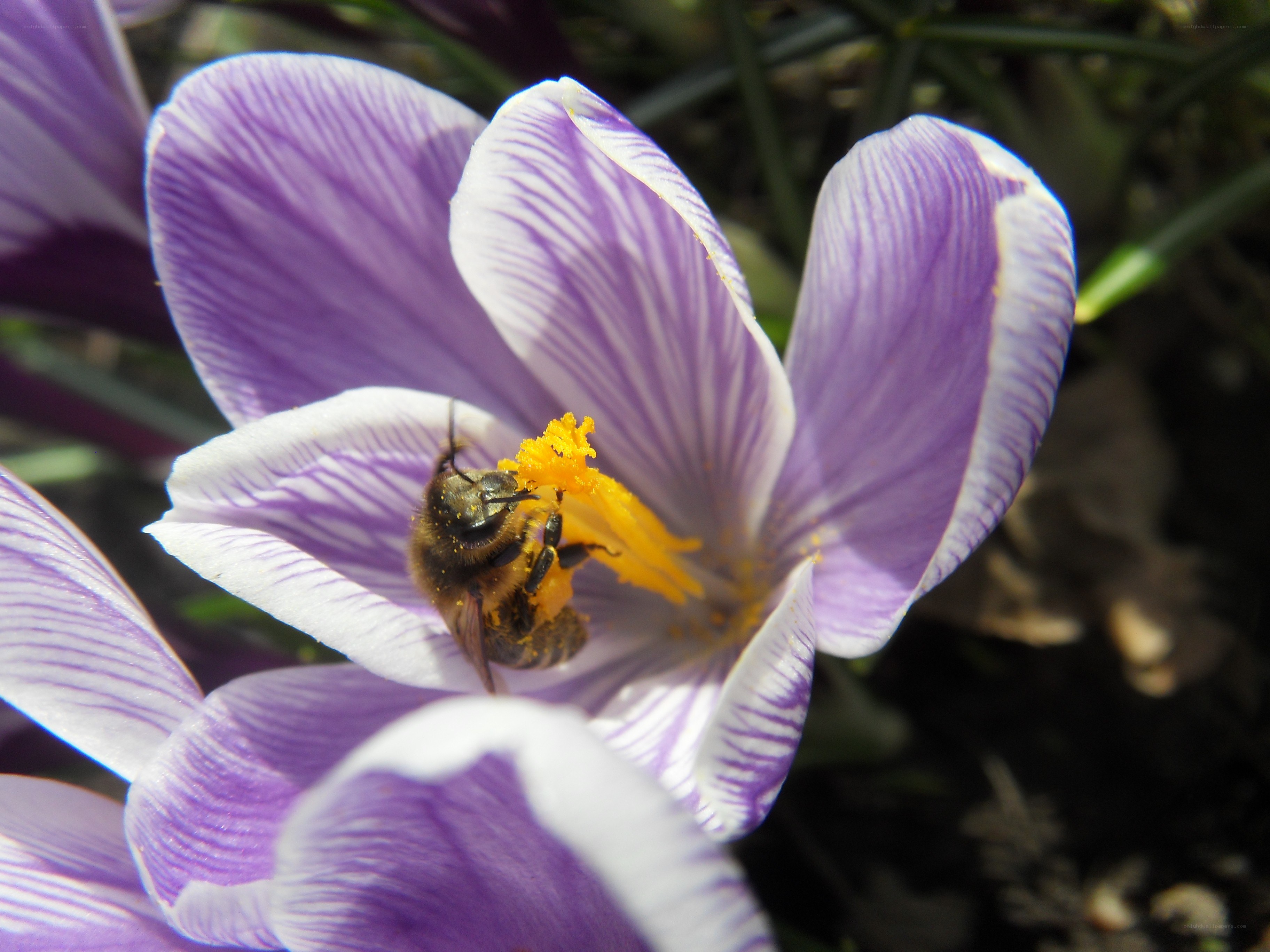 bee on purple crocus flower