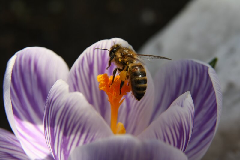 bee on purple crocus flower