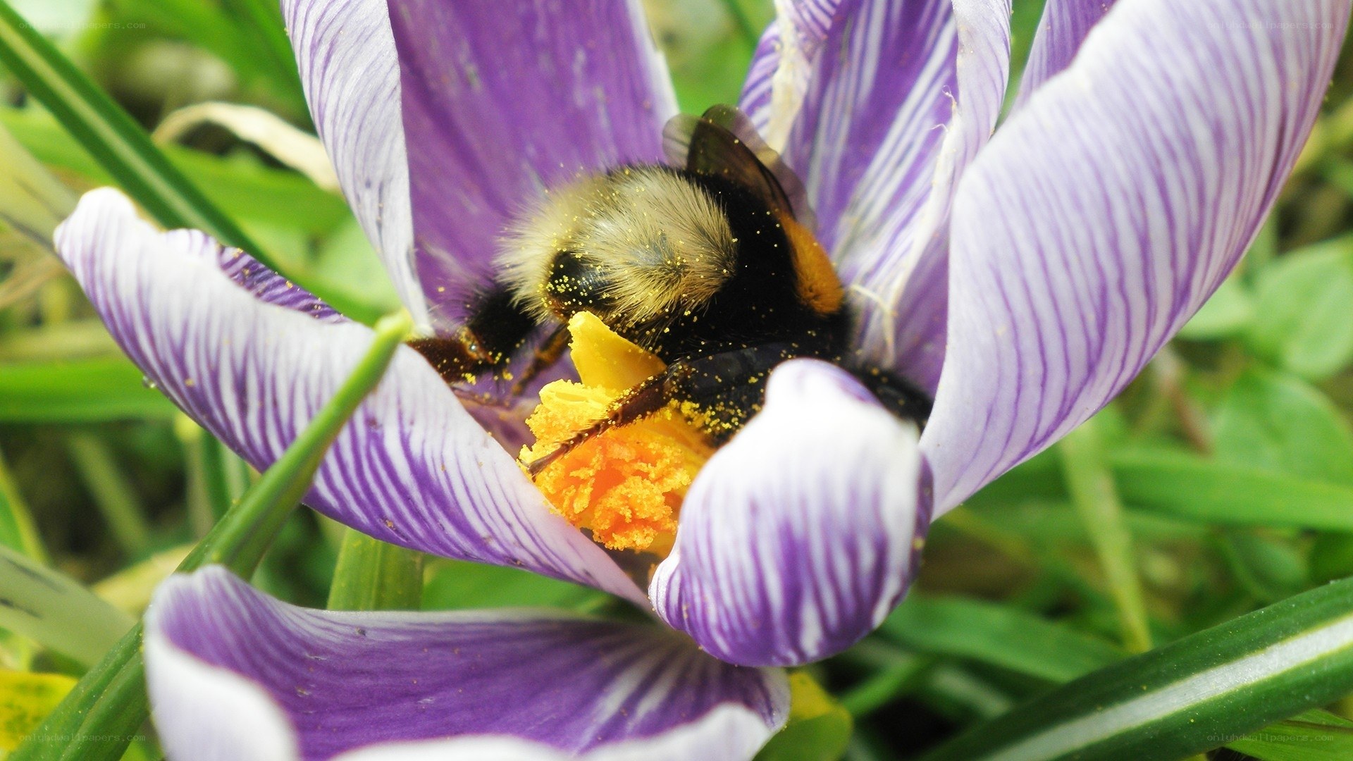 Bee on purple crocus flower