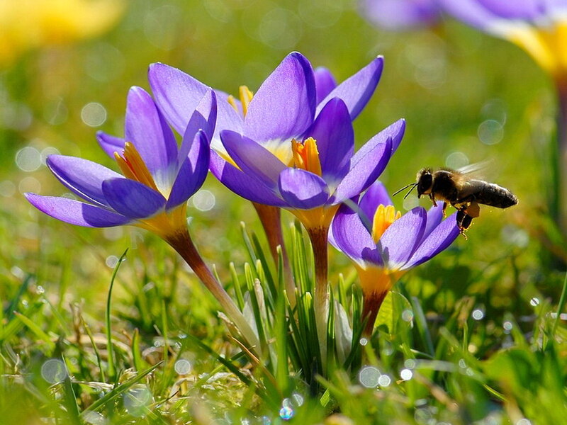Bee on Purple Crocus — Serene, Spring