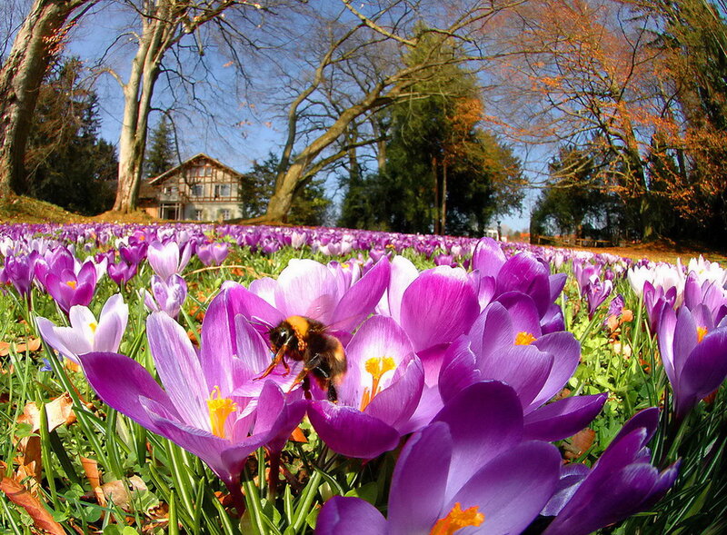 Bee on Purple Crocus — Serene
