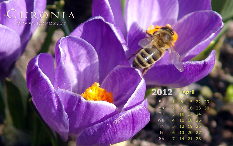 Bee on Purple Crocus
