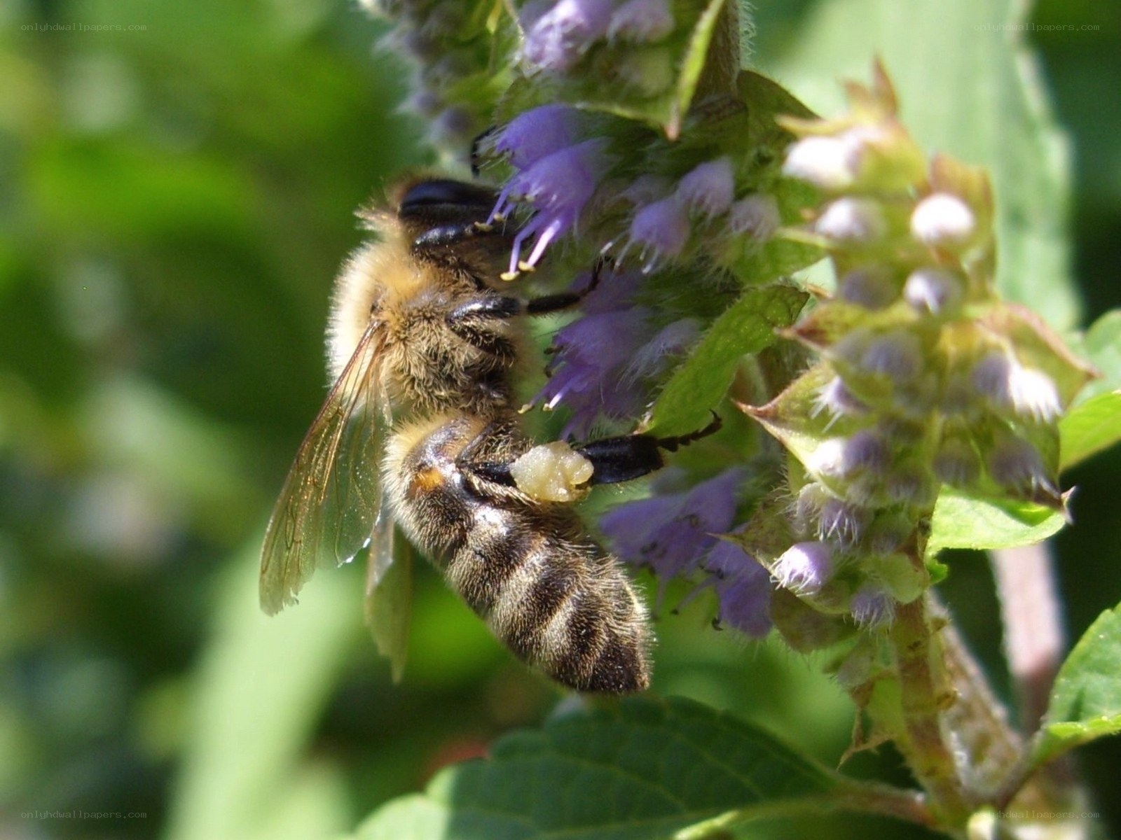 bee on purple flower