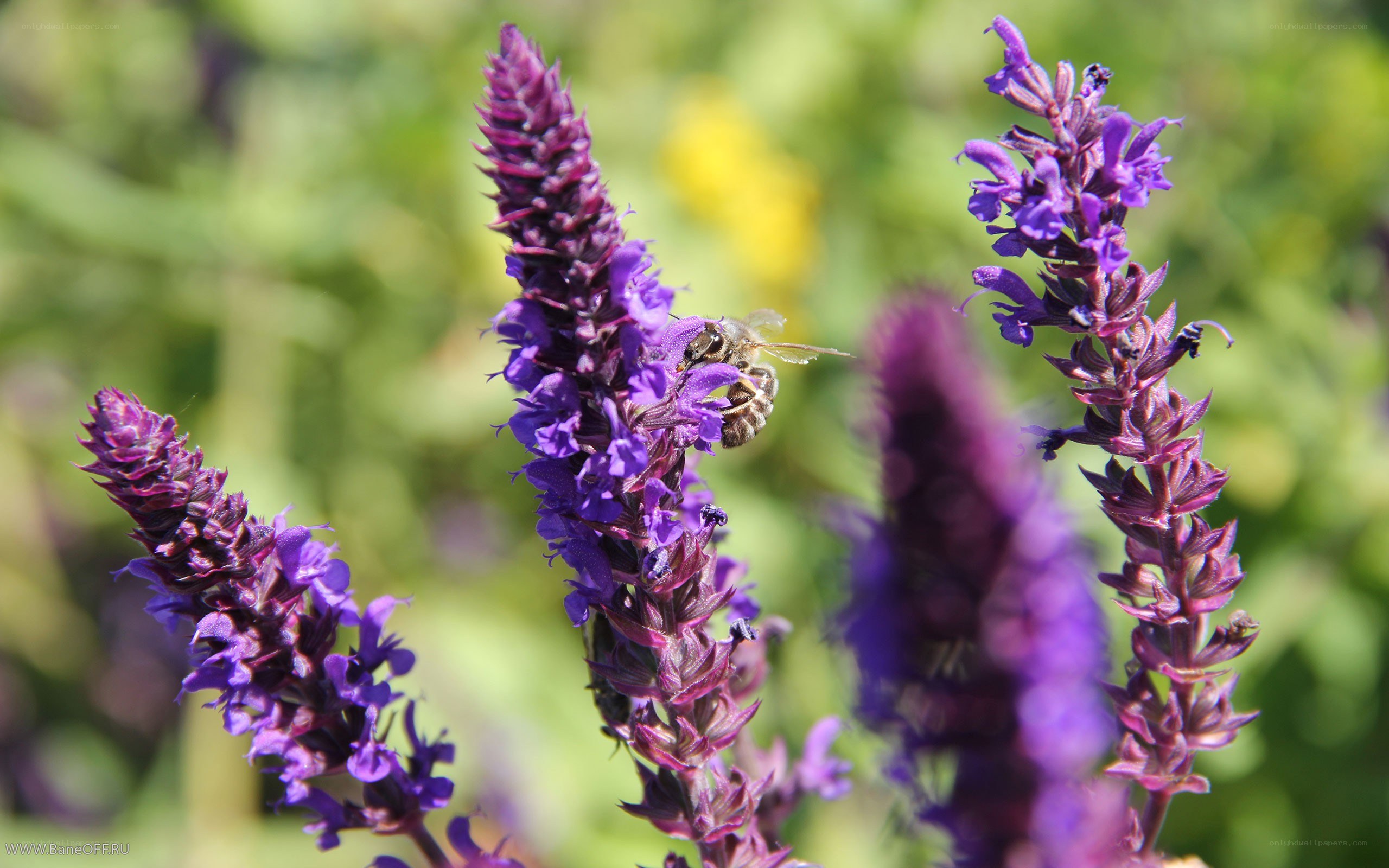 bee on purple flower