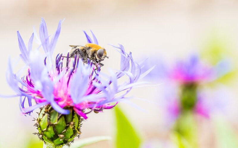 bee on purple flower
