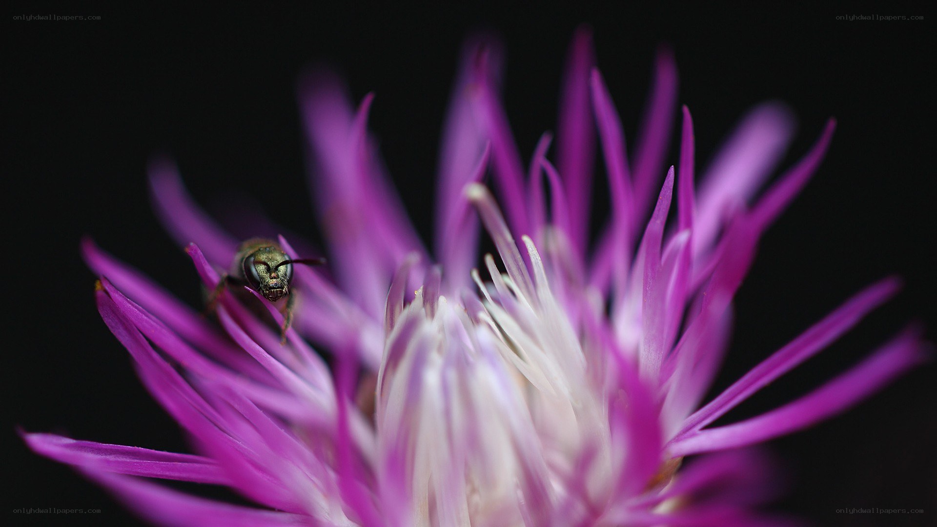 bee on purple flower