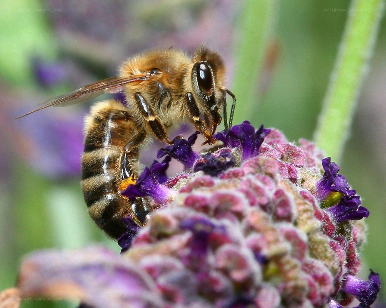 bee on purple flower