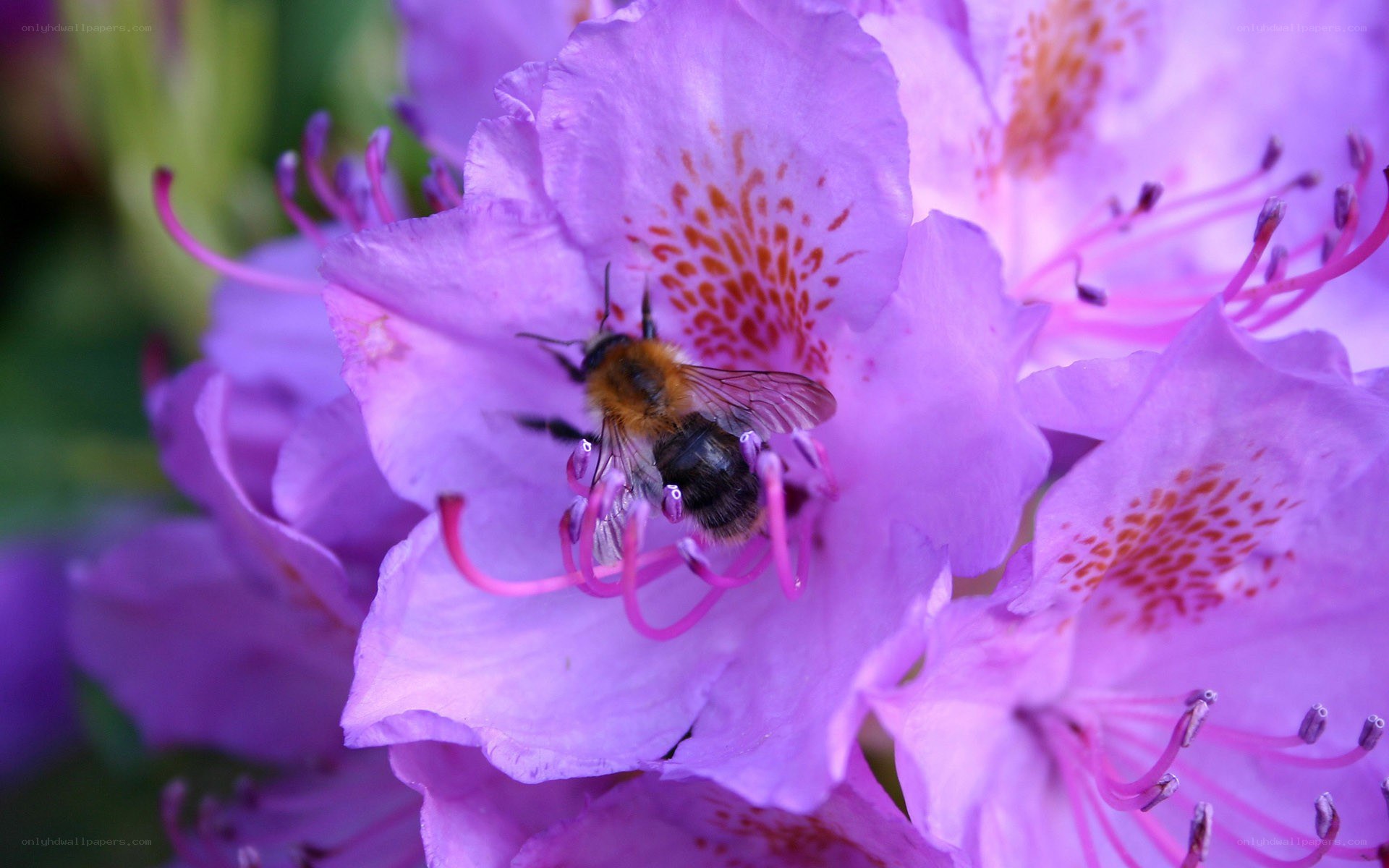 bee on purple flower