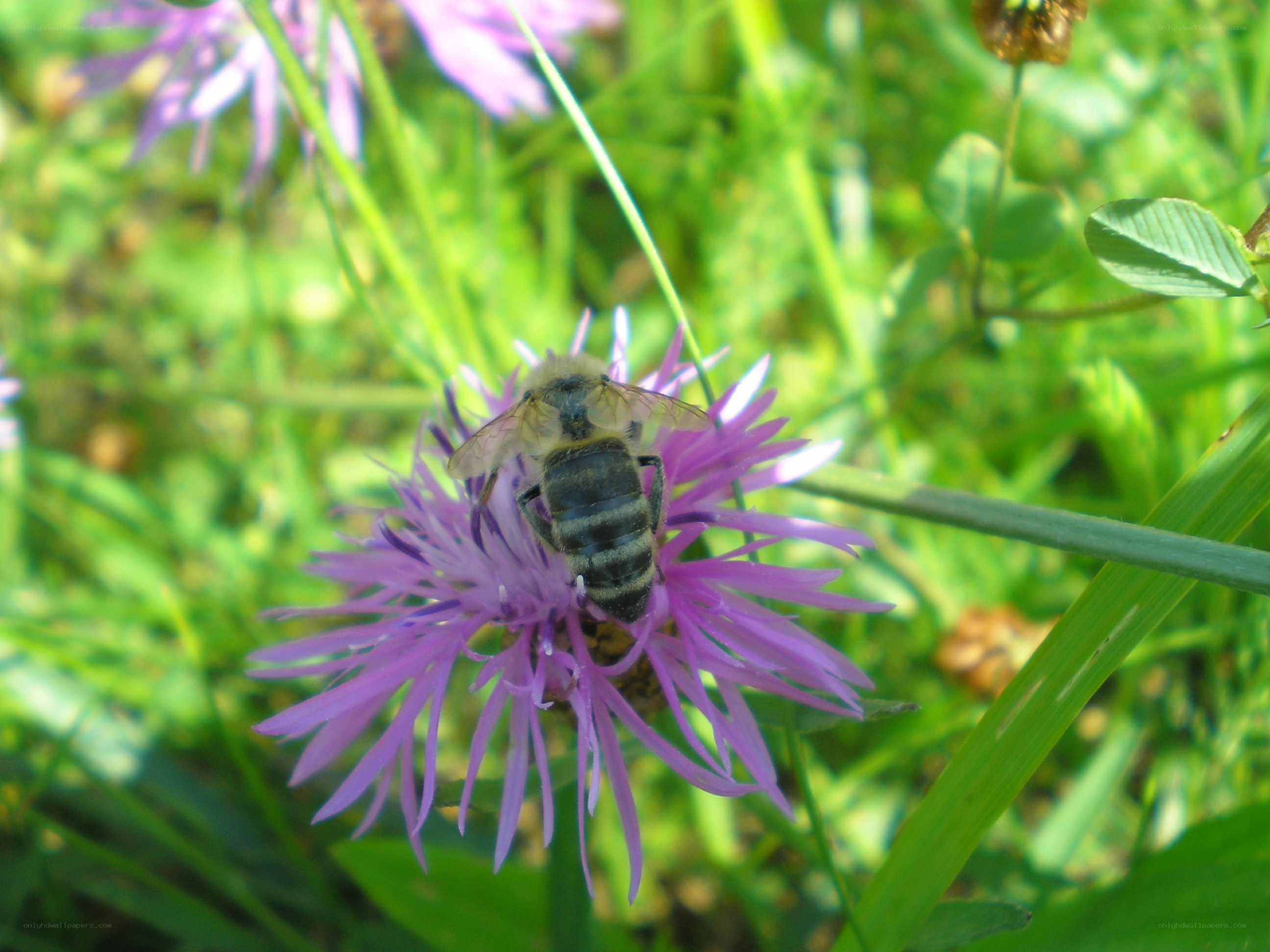 bee on purple flower