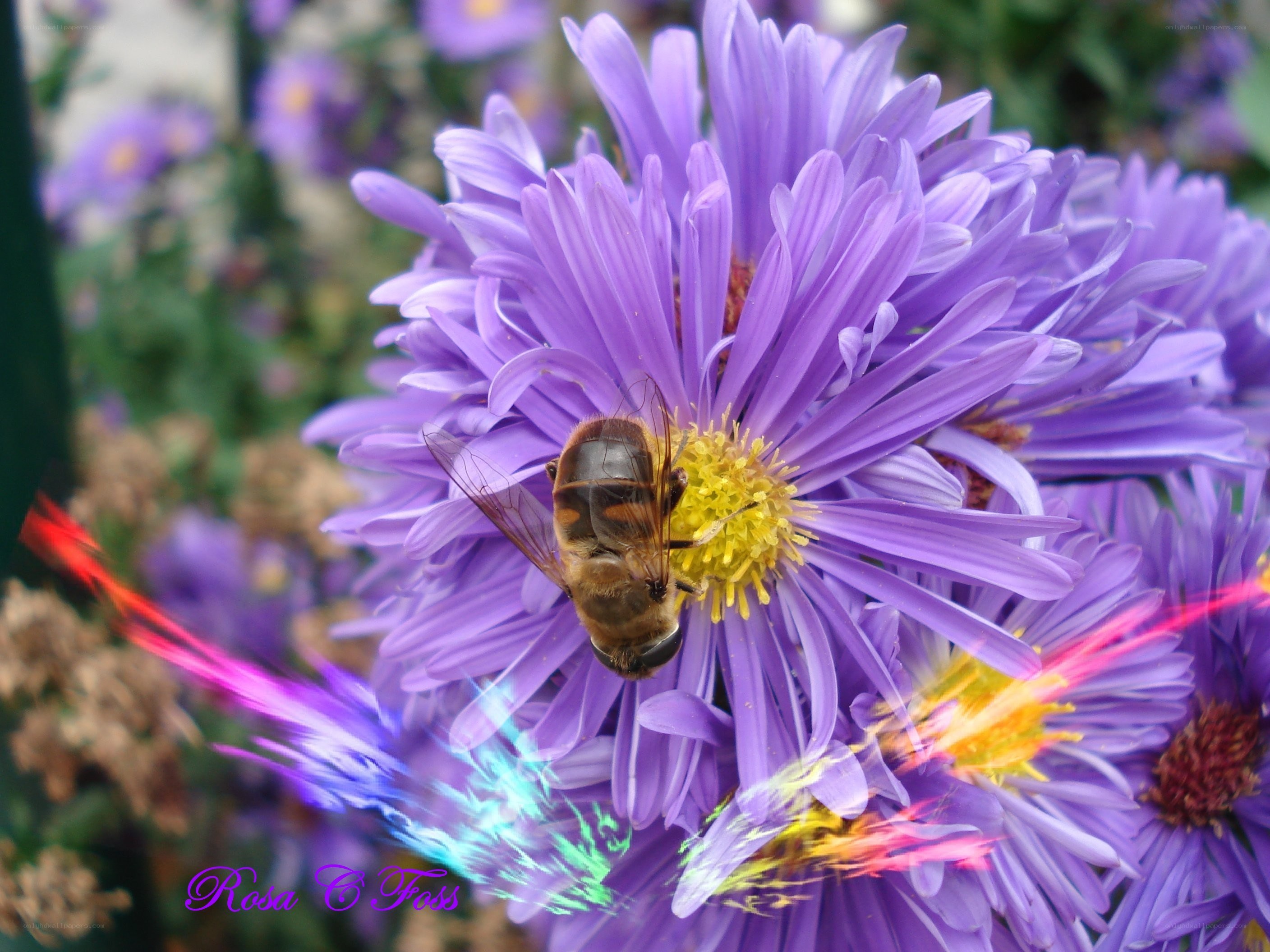 bee on purple flower