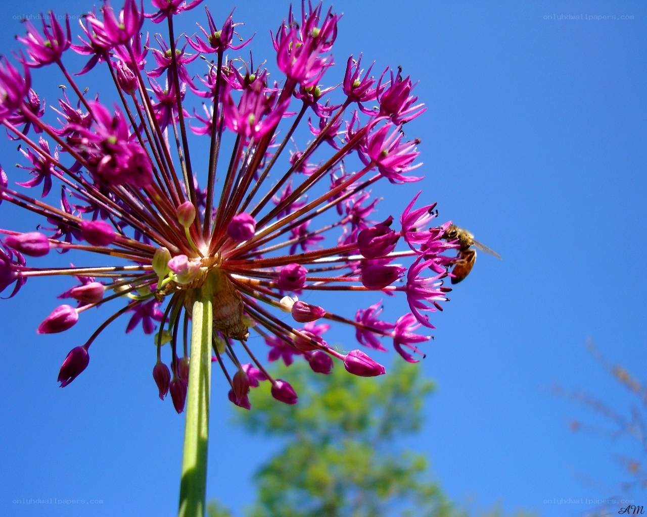 Bee on purple flower
