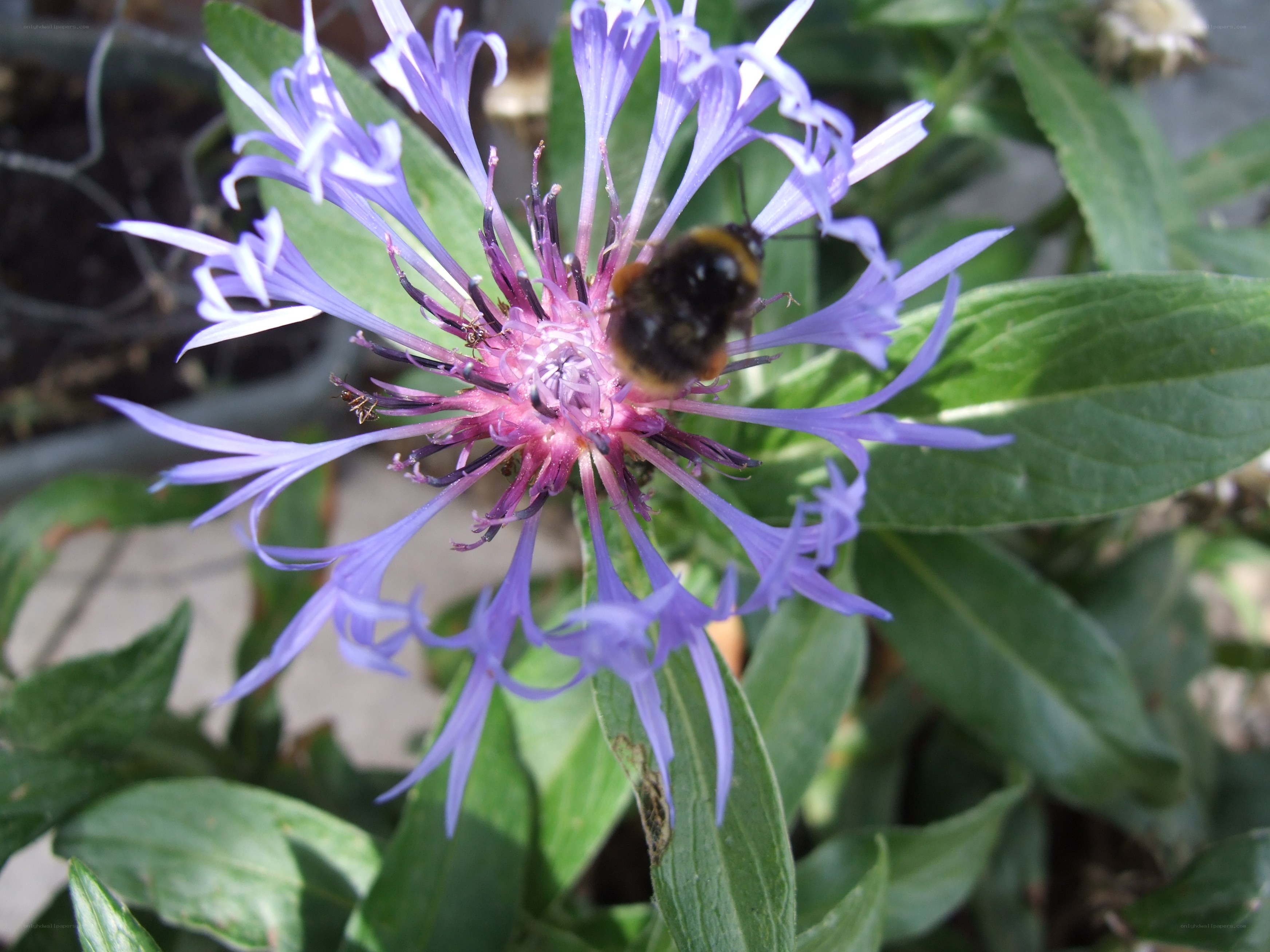 bee on purple flower