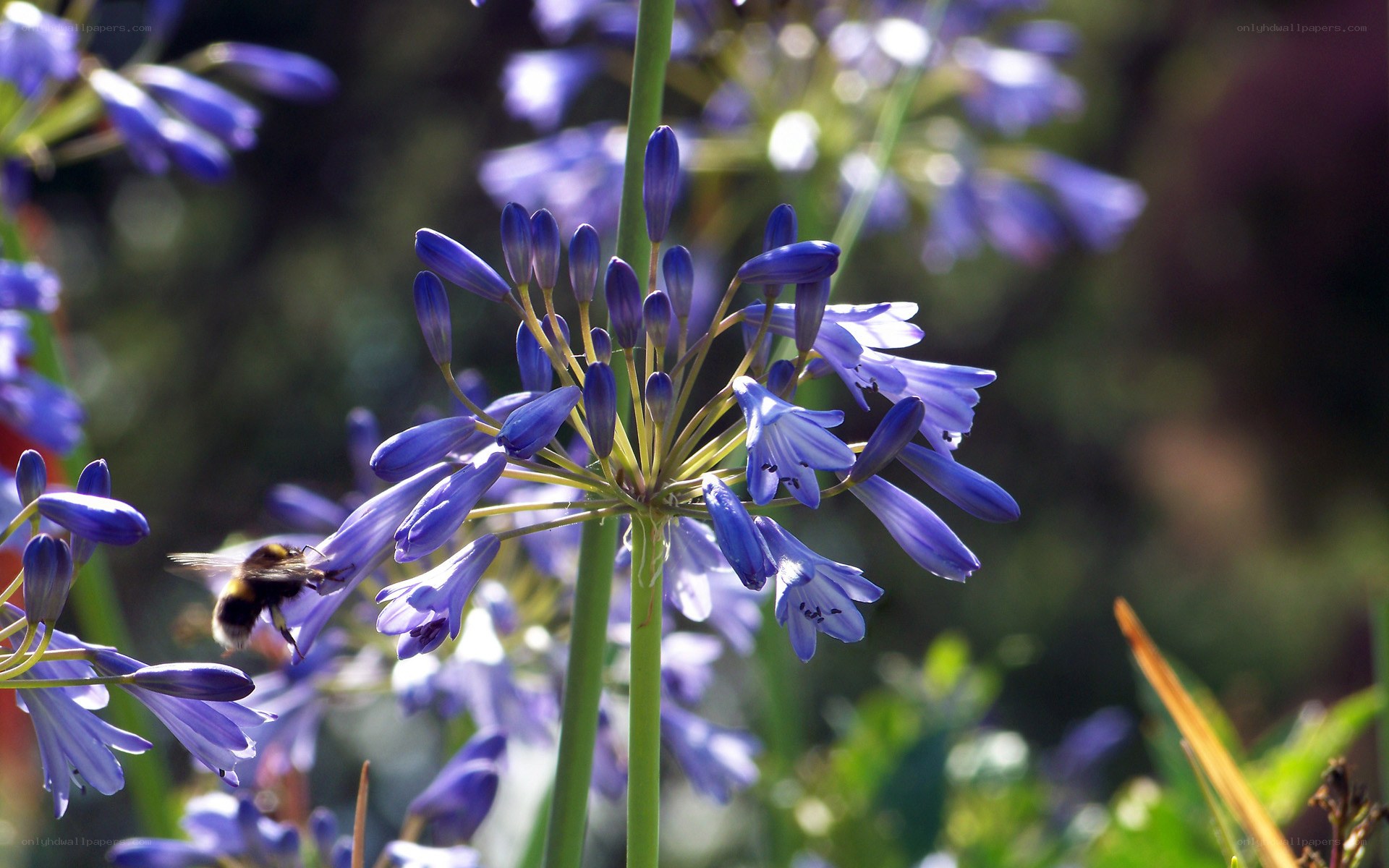 Bee on purple flower
