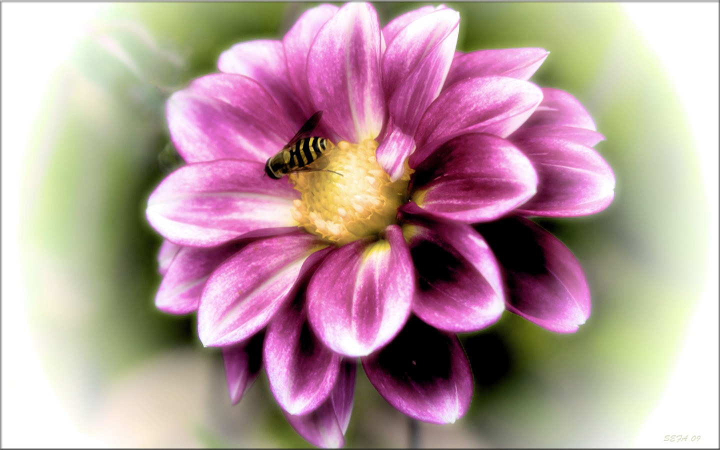 bee on purple flower