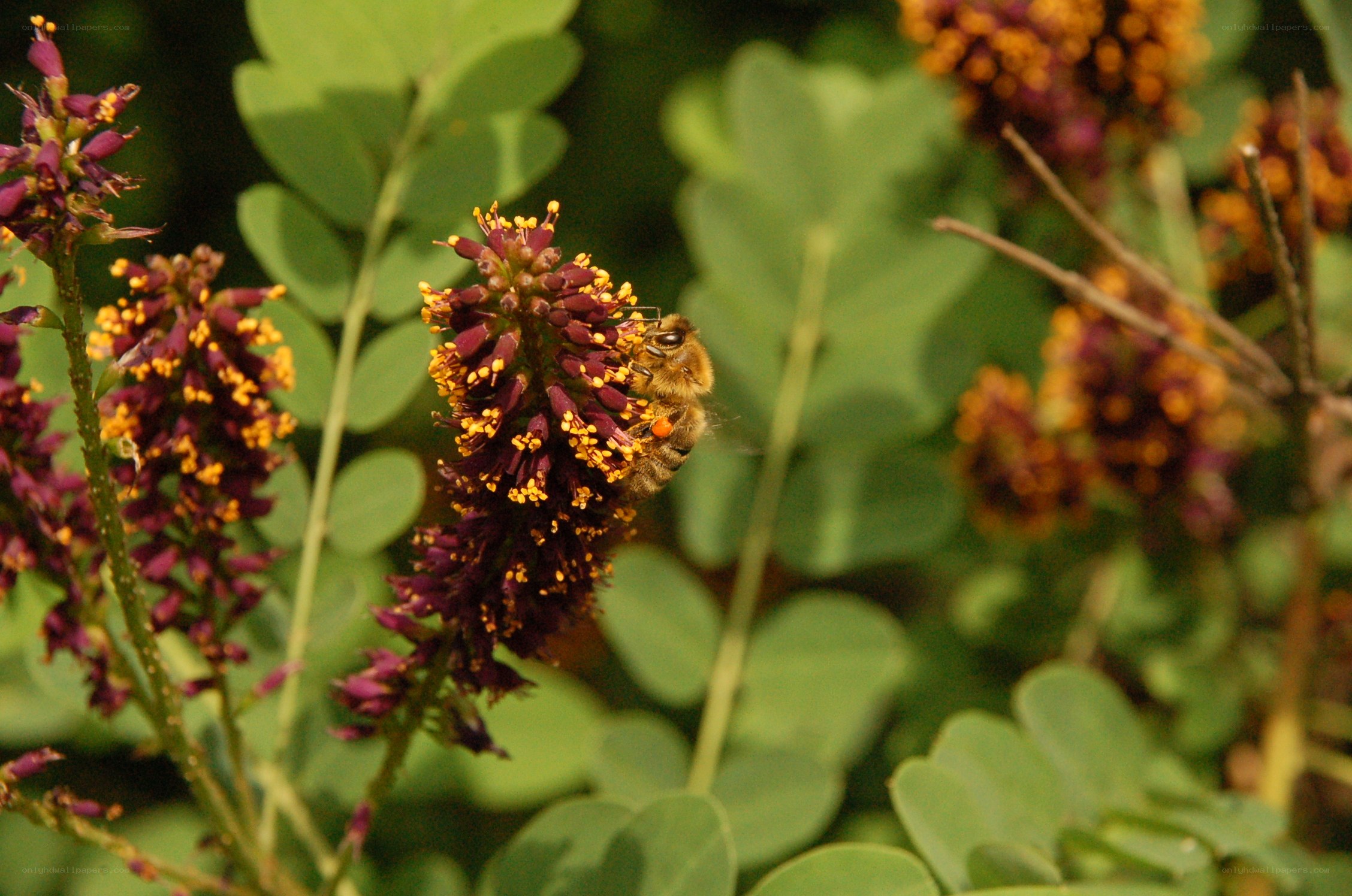 bee on purple flower