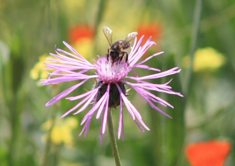 bee on purple flower