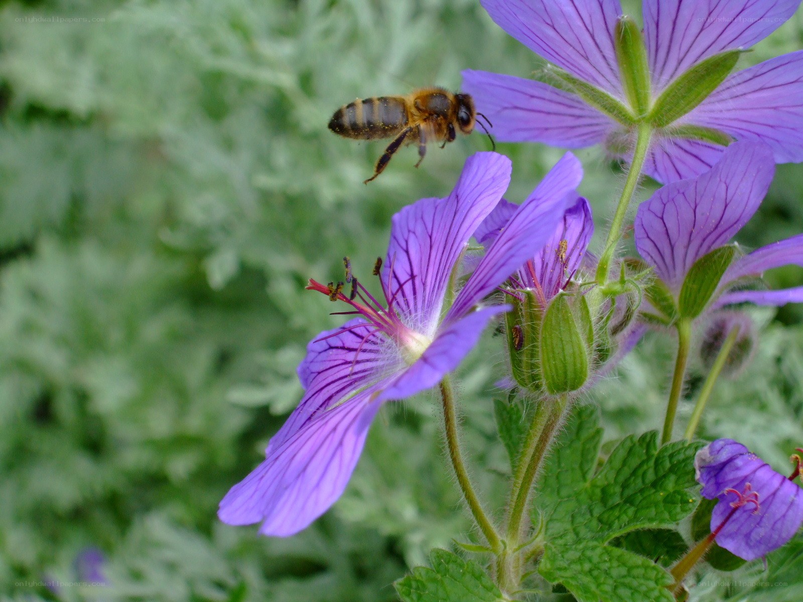 bee on purple flower