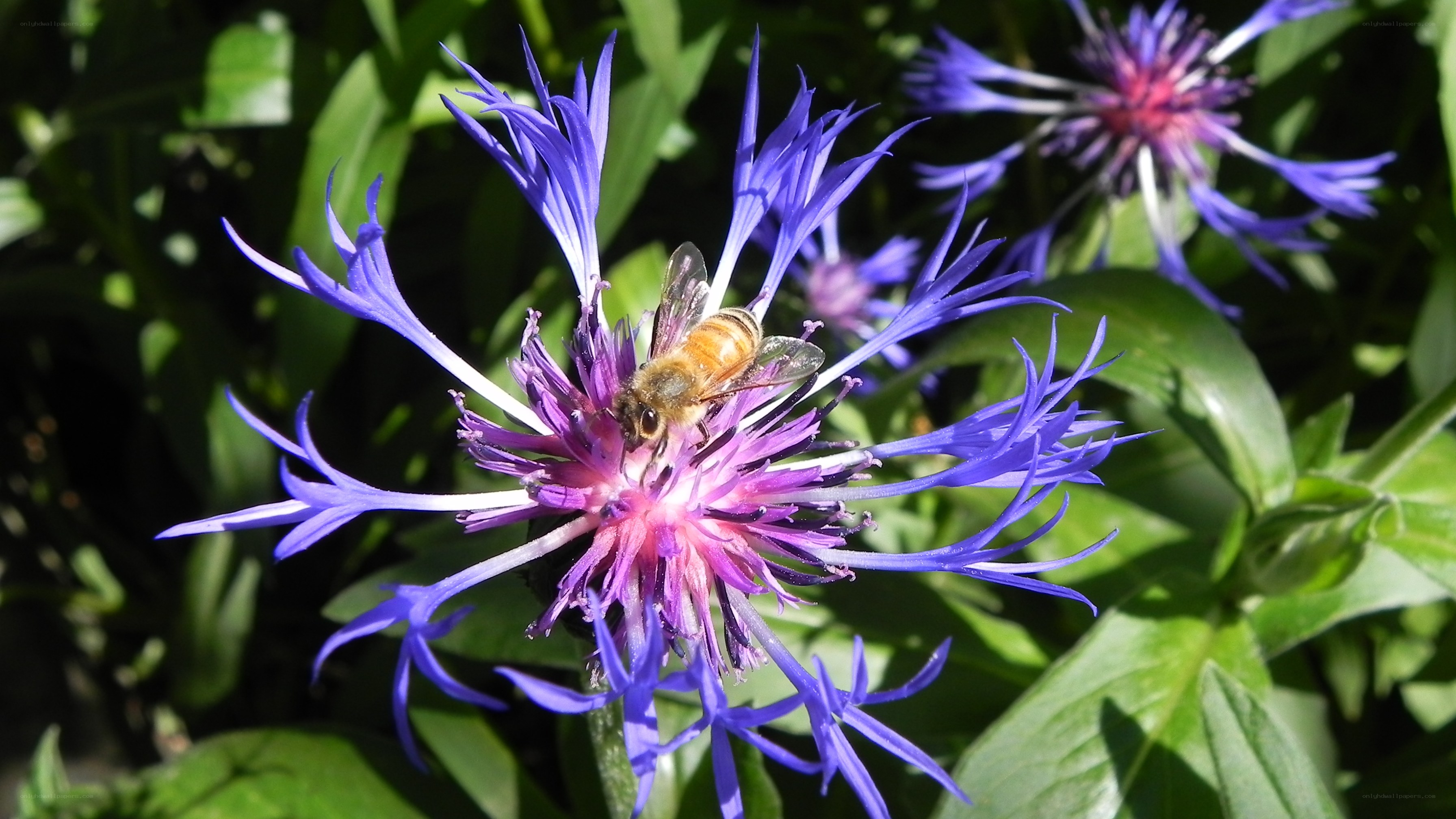 bee on purple flower
