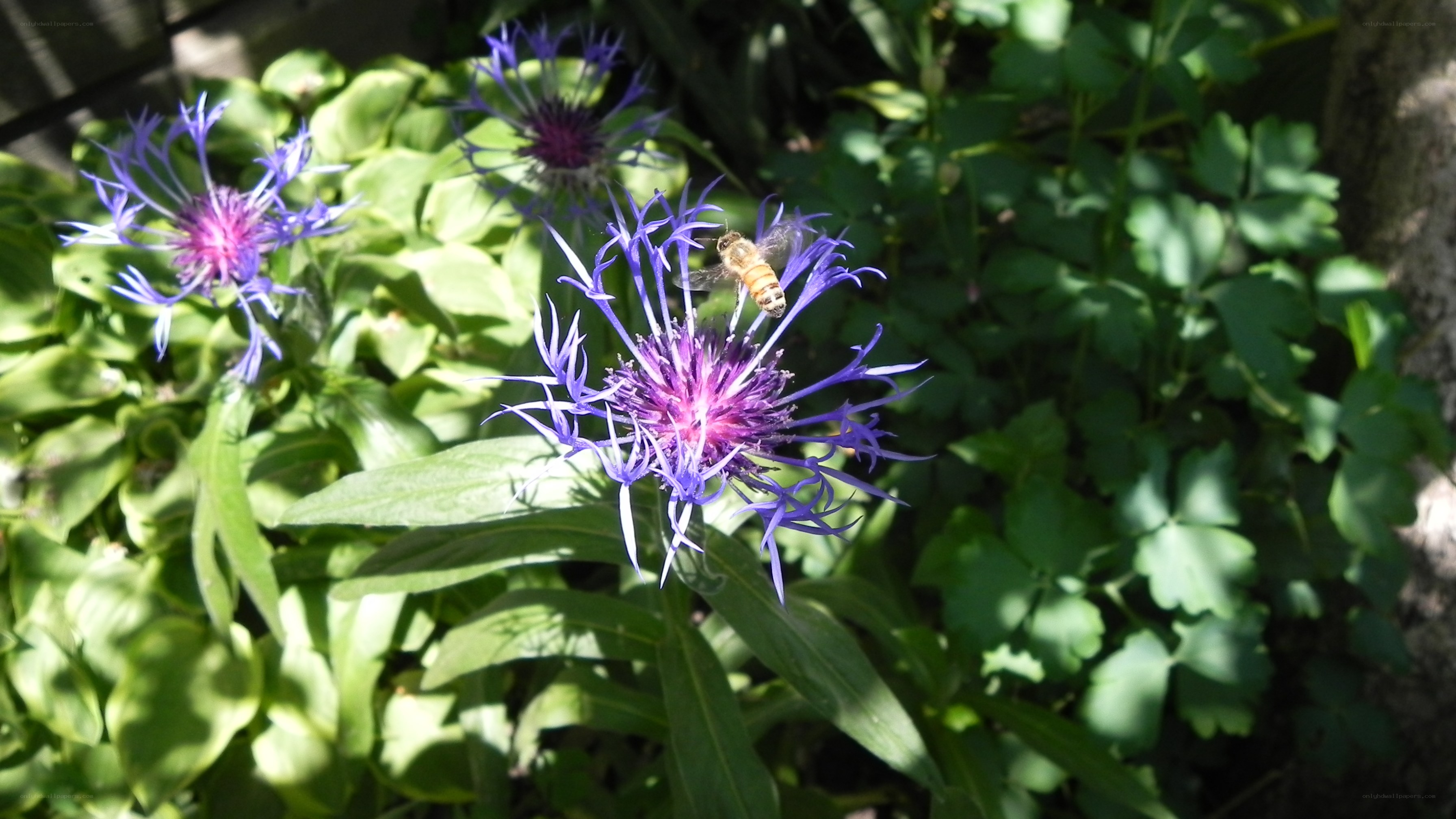 bee on purple flower