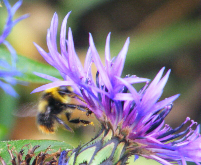Bee on purple flower
