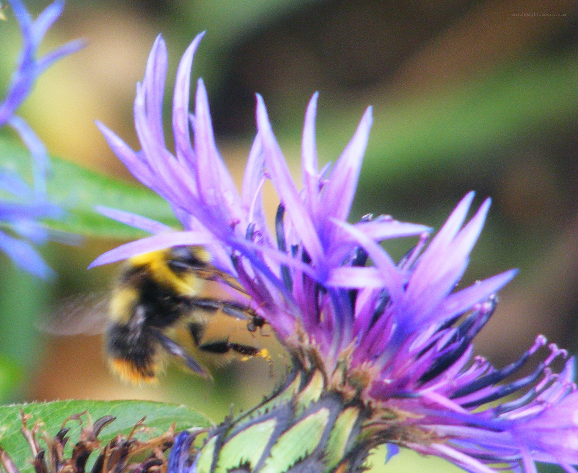 Bee on purple flower