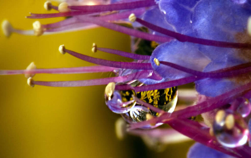 bee on purple flower