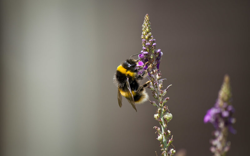 Bee on purple flower