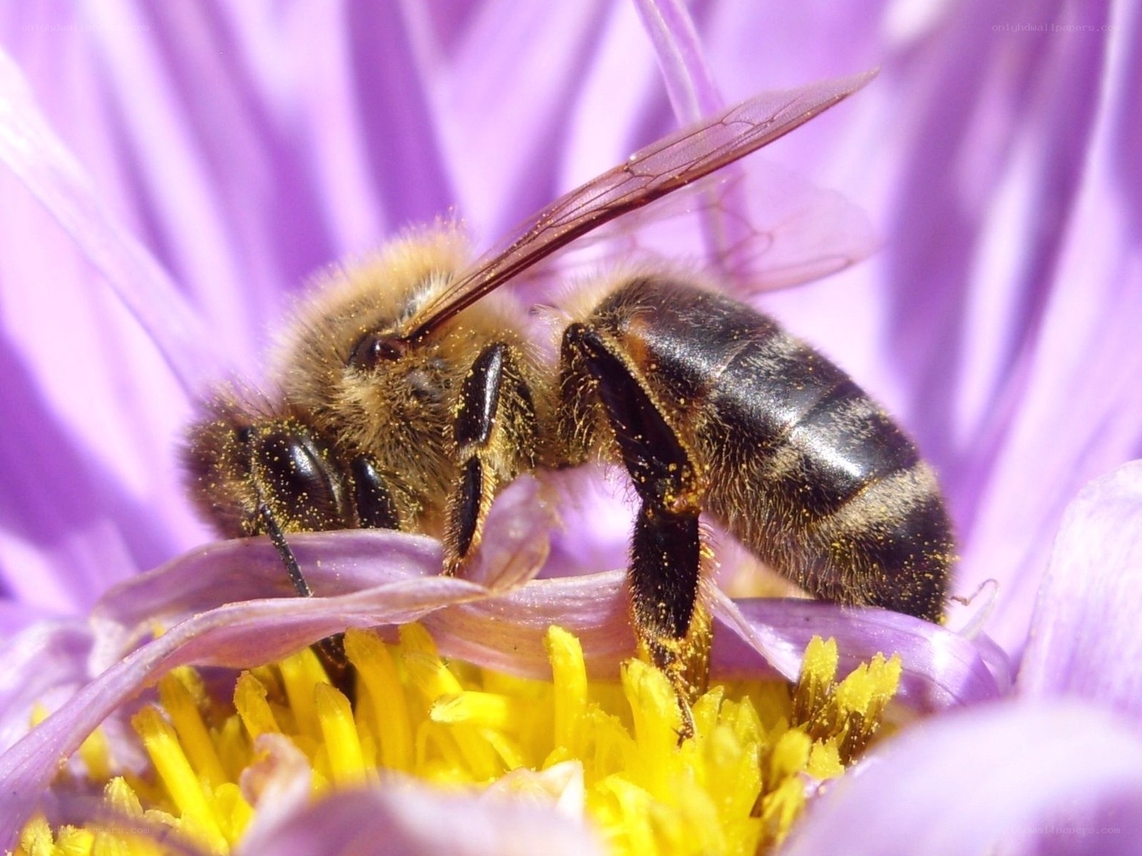 bee on purple flower