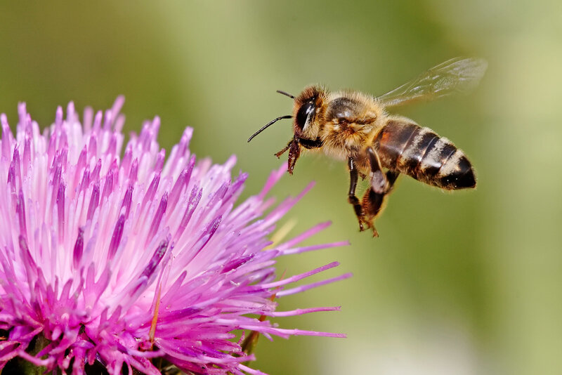 bee on purple flower