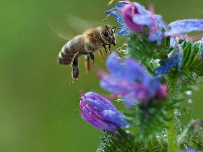 bee on purple flower