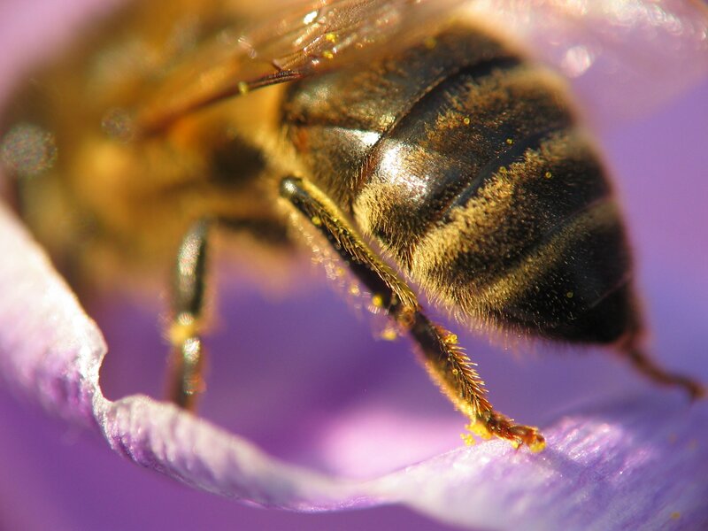 bee on purple flower