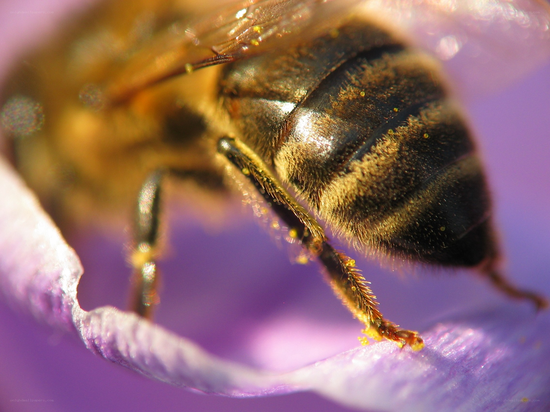 bee on purple flower
