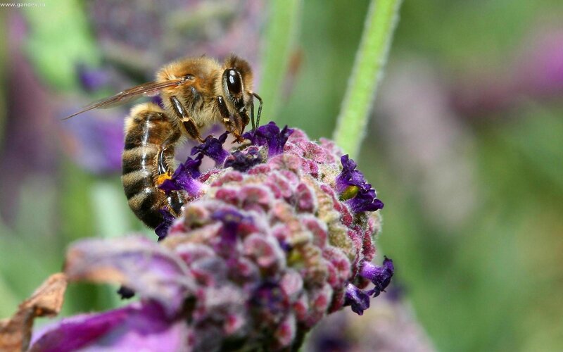 bee on purple flower