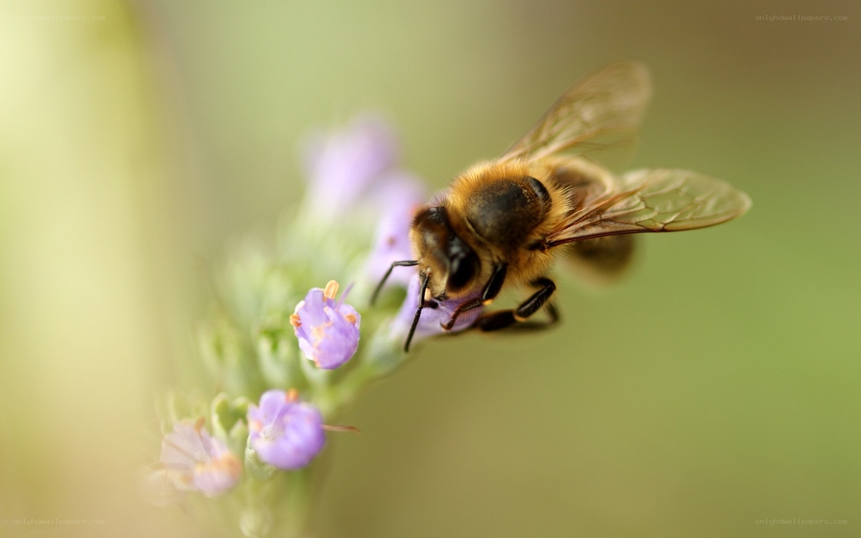bee on purple flower