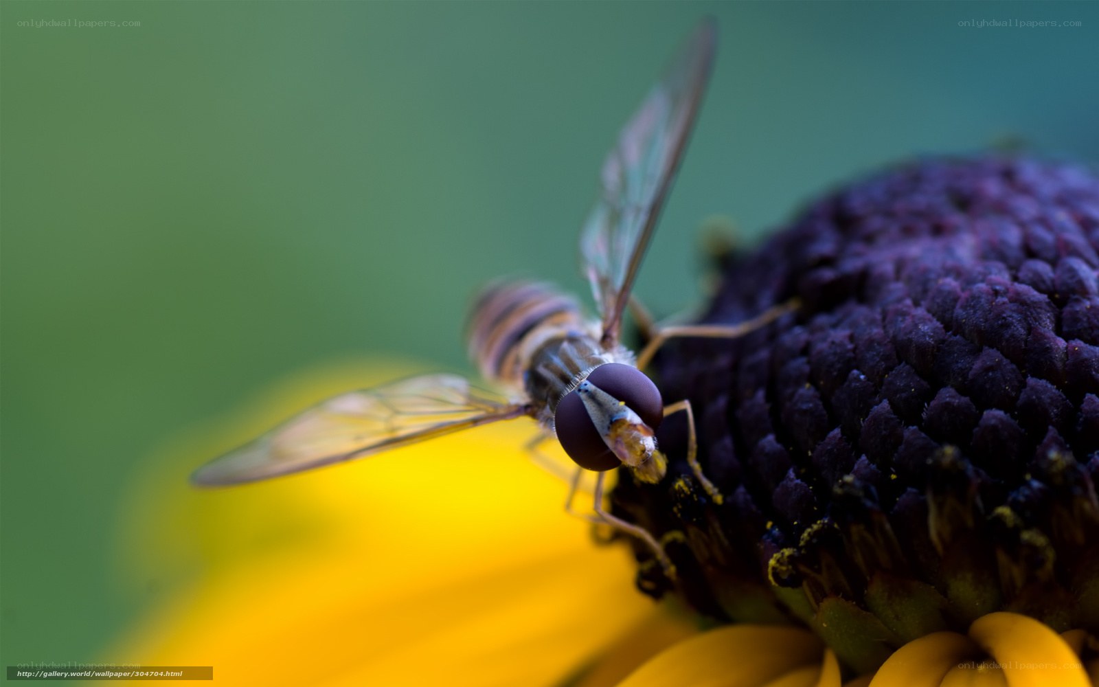 bee on purple flower