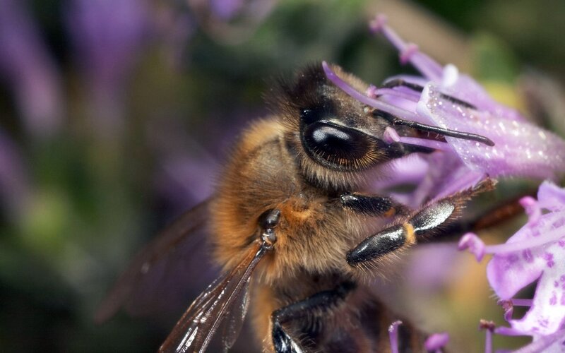 bee on purple flower