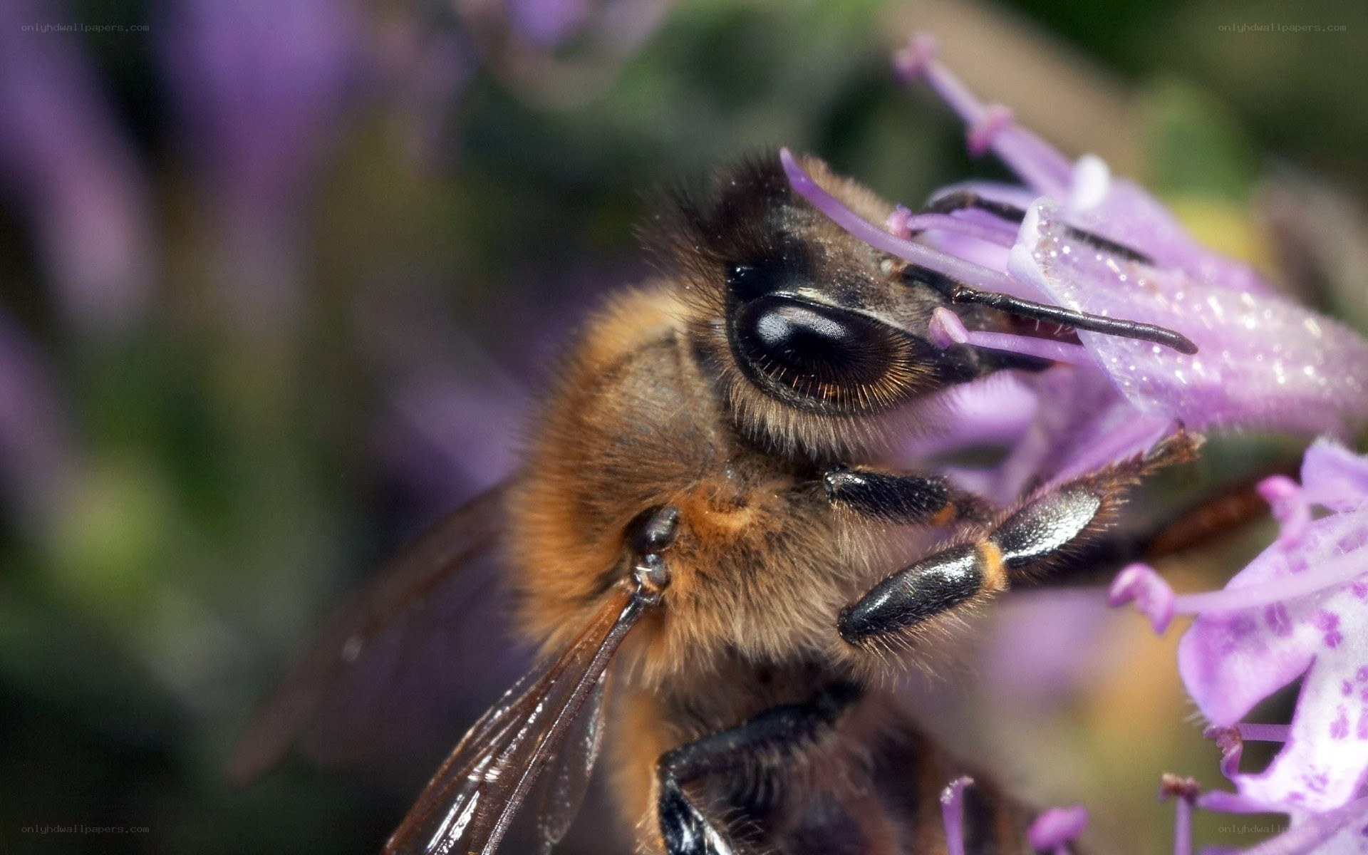 bee on purple flower