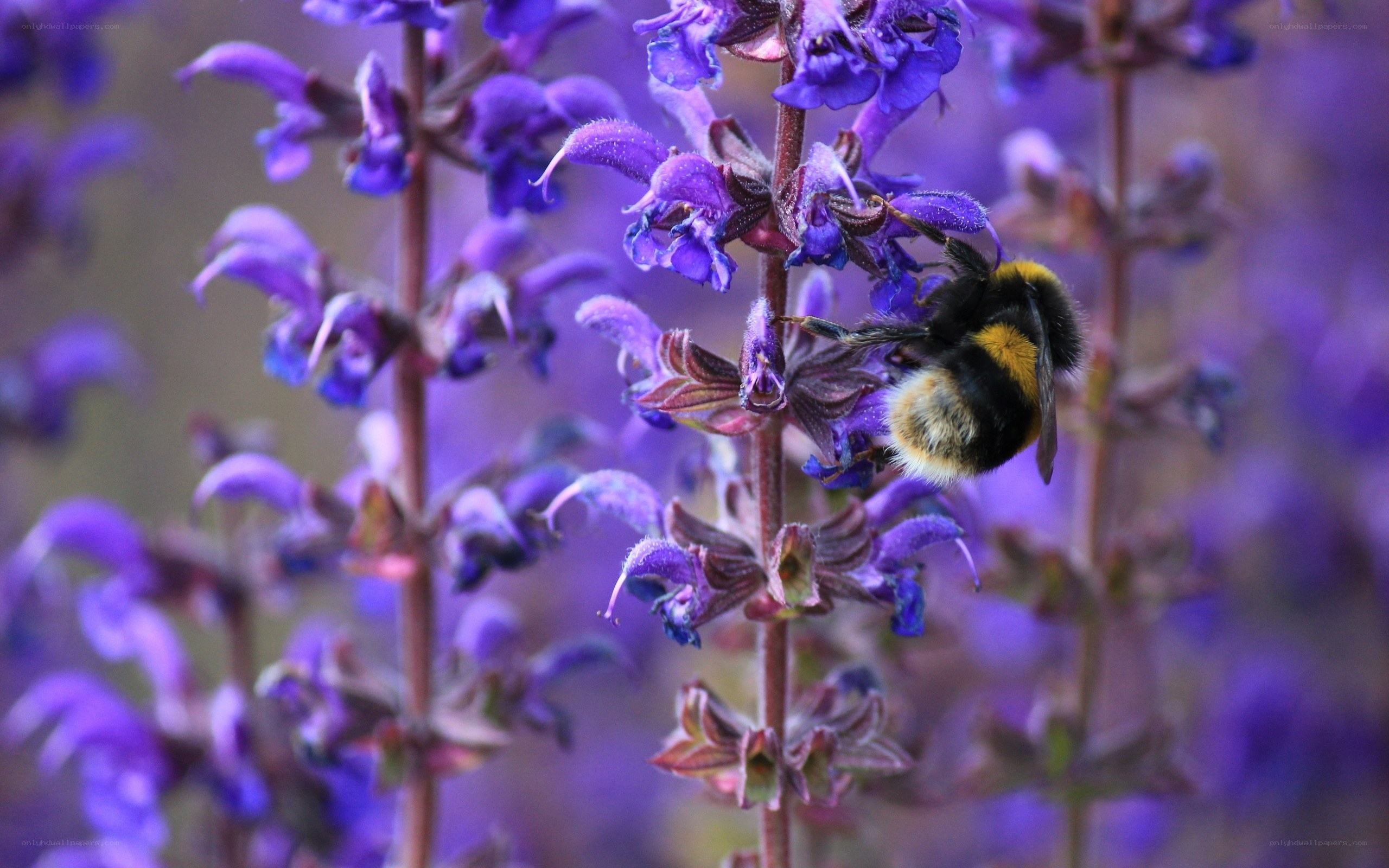 Bee on purple flower