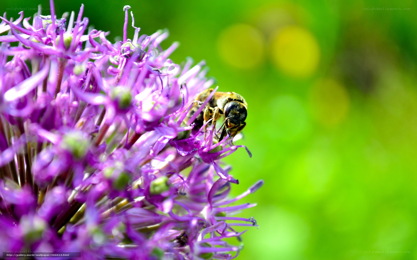 bee on purple flower