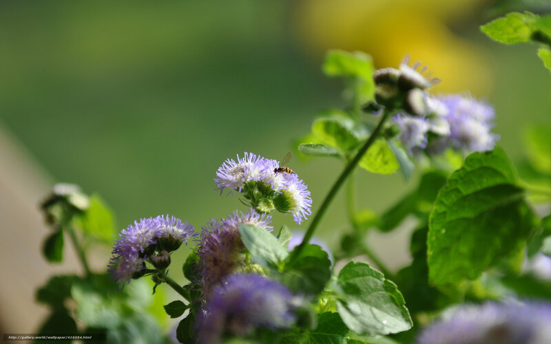 bee on purple flower